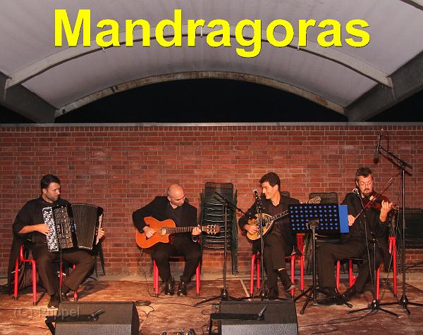 A_Mandragoras.jpg