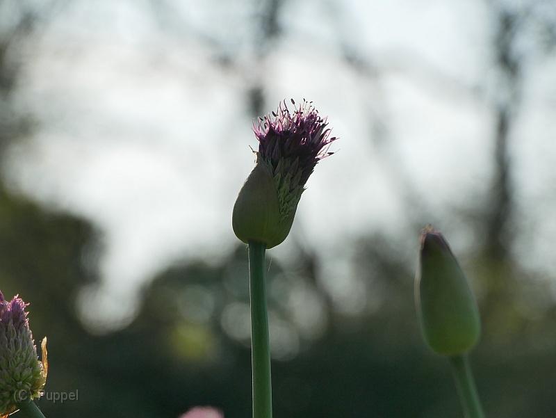 P7580222.JPG